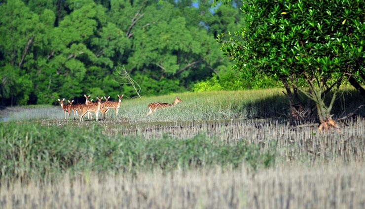 you must visit these 5 forests if you love nature