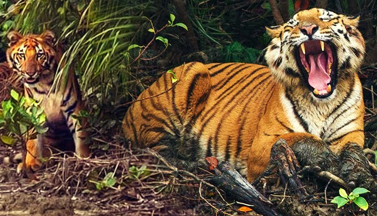 sunderban national park,sunderban tiger,sunderban forest,sunderban tiger reserve,sunderban animals,sunderban bengal,sunderban crocodile,sunderban from kolkata,sunderban forest in india,sunderban jungle tiger