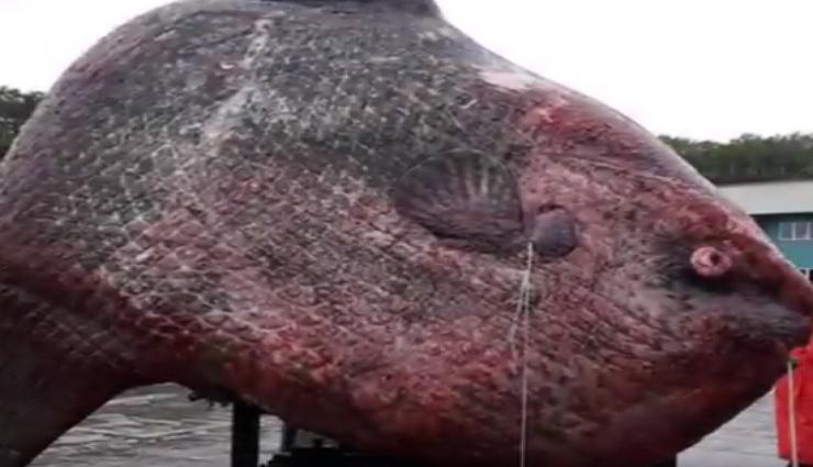 VIDEO - समंदर में मिली दुनिया की सबसे बड़ी मछली, 1 टन से भी ज्यादा है इसका वजन