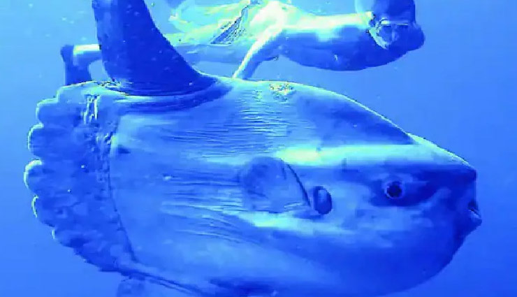 america,california,giant sunfish