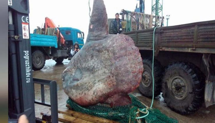 VIDEO - समंदर में मिली दुनिया की सबसे बड़ी मछली, 1 टन से भी ज्यादा है इसका वजन world largest fish,sunfish,largest sun fish,video viral