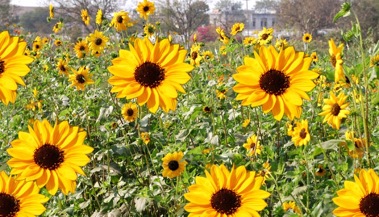 plants for summers,summer household tips