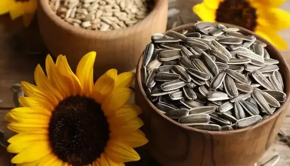 सनफ्लॉवर सीड्स: सेहत के लिए फायदेमंद, जानें सही समय और तरीका इस्तेमाल का