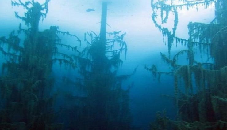 weird news,weird lake,weird forest,kazakhstan,the sunken forest