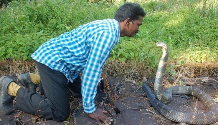 india,kerala,a man who has rescued 113 king cobras,vava suresh,wildlife conservationist