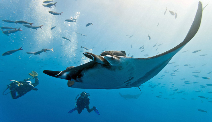 southeast asia,diving in southeast asia,amazing places to try diving in southeast asia,raja ampat,indonesia,tubbataha reef,philippines,pulau sipadan,malaysia,surin islands,thailand,bunaken,indonesia,coron,philippines,wakatobi islands,indonesia,koh tao,komodo national park,travel.holidays,travel guide