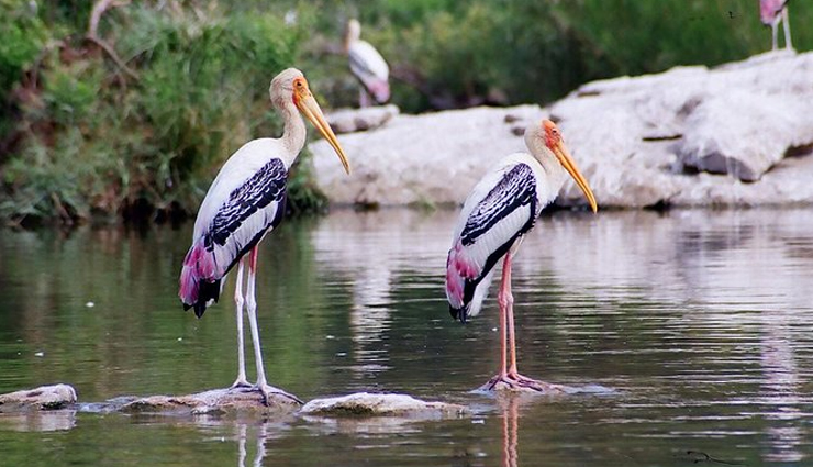 rajasthan,ranthambore,tourist places in ranthambore,rajasthan tourism,holidays in rajasthan