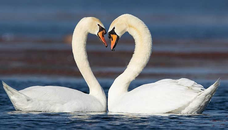 symbol of love,heart symbolism,cupid and arrow,moon and stars meaning,swans as love symbols,red roses signify love,lovebirds and doves,symbolic rings in love,locks and keys symbolize commitment,harp as a love symbol