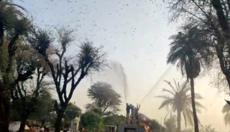 swarms of locusts,havoc in rajasthan,rajasthan,news