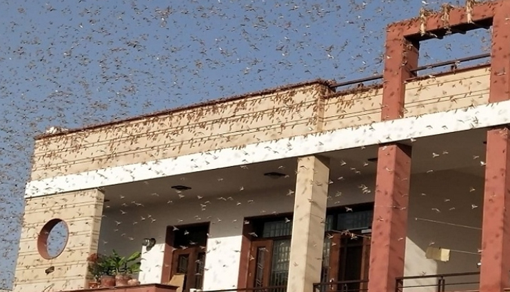 Swarms of locusts play havoc in Rajasthan