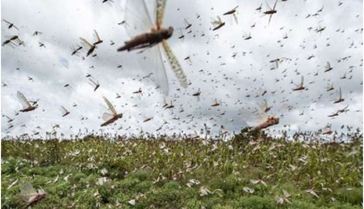 swarms of locust,swarms of locust active in 15 districts of rajasthan madhya pradesh,rajasthan,madhya pradesh,news,ministry of agriculture and farmers welfare