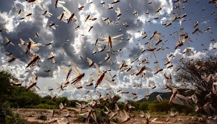 swarms of locust,swarms of locust active in 15 districts of rajasthan madhya pradesh,rajasthan,madhya pradesh,news,ministry of agriculture and farmers welfare