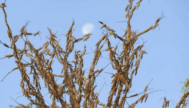 swarms of locust,swarms of locust active in 15 districts of rajasthan madhya pradesh,rajasthan,madhya pradesh,news,ministry of agriculture and farmers welfare