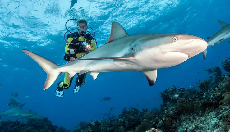 once-in-a-lifetime adventures,world most thrilling experiences,adventure travel bucket list,unique global adventures,extreme adventures worldwide,epic global adventures,unforgettable travel experiences,daredevil experiences worldwide,extreme sports and adventures,extraordinary travel escapades,thrilling once-in-a-lifetime journeys,adventure tourism destinations,adrenaline-fueled global exploits,uncommon adventures worldwide,unique thrill-seeking experiences