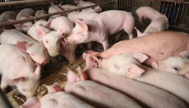 weird news,weird incident,south korea,river became red with blood,swine fever