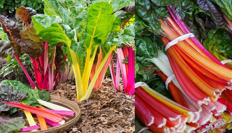 eat this veggie and say bye bye to cancer and diabetes