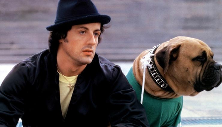 आखिर क्यों इस हॉलीवुड सुपर स्टार ने 23 लाख के नुकसान से ख़रीदा कुत्ता, कारण आँखों में आंसू ला देगा sylvester stallone,sylvester stallone and his dog,sylvester stallone buy his dog in 23 lakh