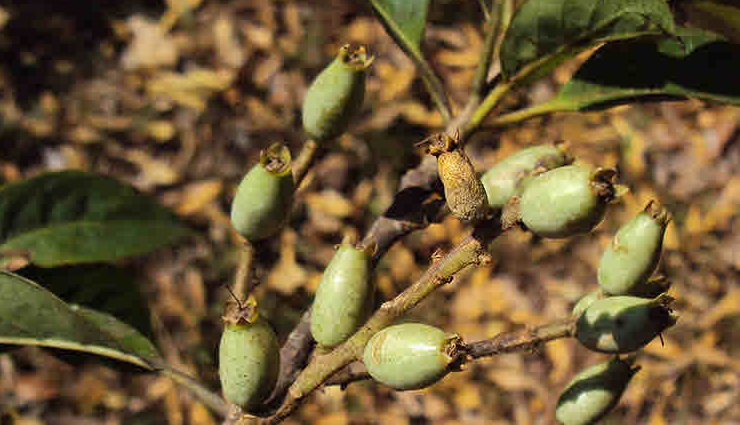 herbs and spices for pcos management,natural remedies for pcos and health issues,managing pcos with herbs and spices,benefits of herbs and spices for health issues,herbal remedies for pcos and other health conditions,spices for hormonal balance and wellness,pcos-friendly herbs and spices,herbal solutions for women health concerns,holistic approach to managing pcos and other health problems,incorporating herbs and spices in your health routine
