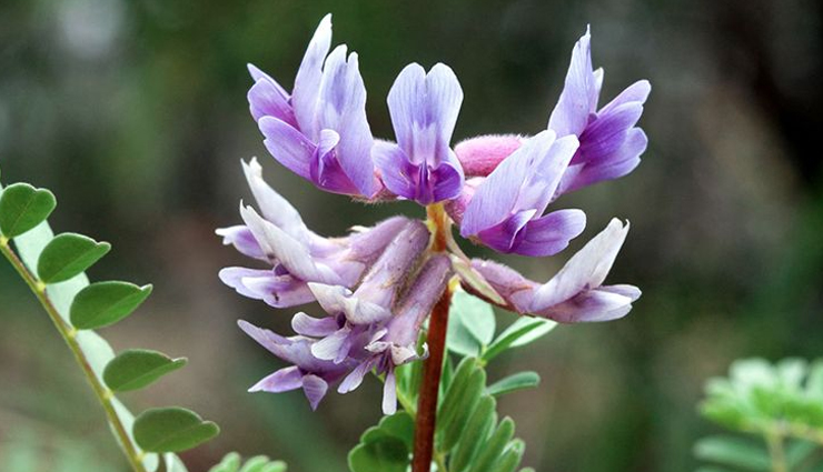 7 Remedies To Treat Syphilis at Home