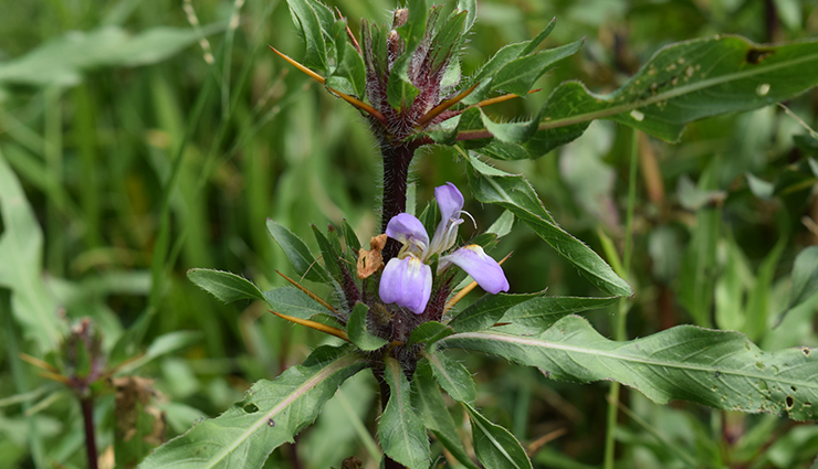 syphilis,home remedies for syphilis,home remedies,Health tips,fitness tips