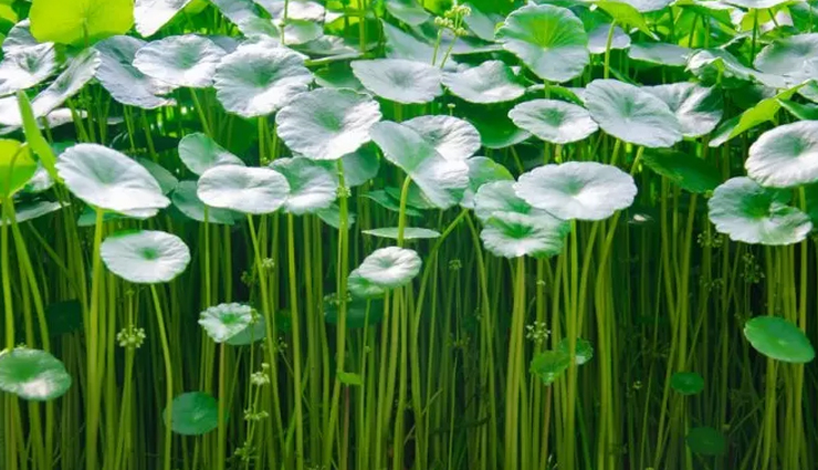 syphilis,home remedies for syphilis,home remedies,Health tips,fitness tips