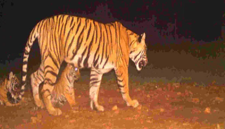 रणथम्भौर टाइगर रिजर्व में एक बार फिर गूंजी किलकारी, बाघिन T-105 ने दिया 3 शावकों को जन्म 