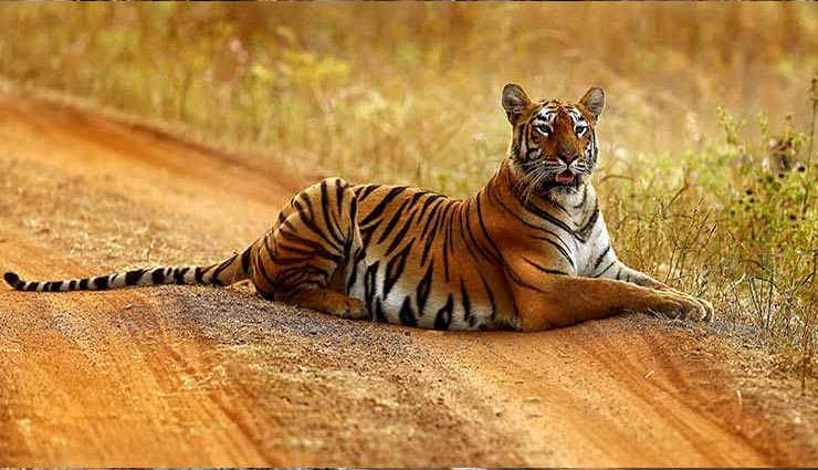 five national parks of india,national parks,visit these national parks to see tigers,tigers,national parks,holidays,travel,tourism