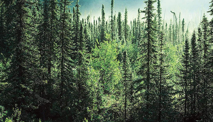 largest forests in the world,worlds biggest forests,top 10 largest forests,giant forests on earth,biggest woodland ecosystems,vast forested regions,earths grand forests,largest forested areas,forest biomes worldwide,expansive woodland landscapes