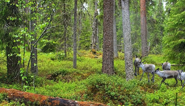 most dangerous jungles in world,holidays,travel