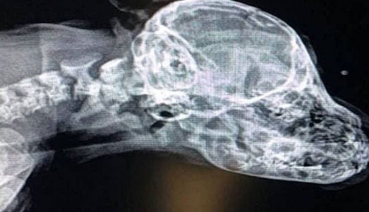 कुत्ते की नाक पर उगी पूंछ, एक्सरे देख डॉक्टर के उड़े होश weird news in hindi,puppy,tail,head