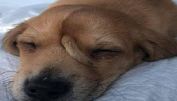 कुत्ते की नाक पर उगी पूंछ, एक्सरे देख डॉक्टर के उड़े होश weird news in hindi,puppy,tail,head