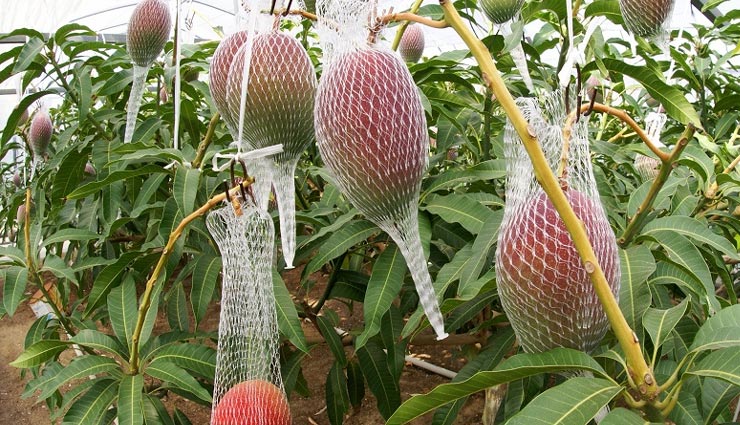 दुनिया का सबसे महंगा आम, खरीदने के लिए लगाई जाती है बोली 