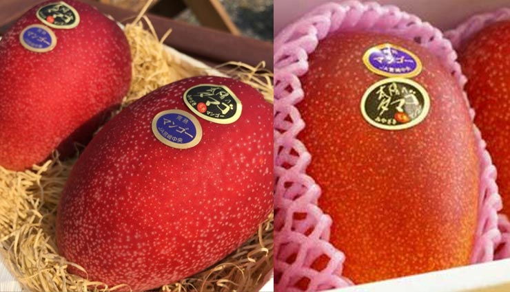 world expensive mango,taiyo no tamago,taiyo no tamago expensive mango,costliest mango in the world japan taiyo no tamago,most expensive fruits in the world,weird news