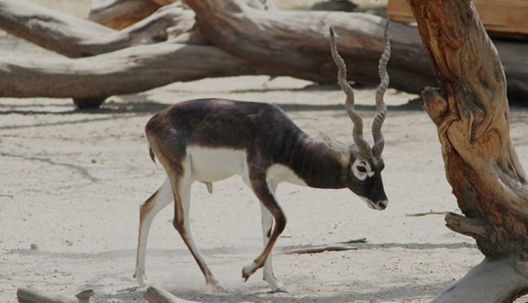 10 wildlife sanctuaries near jaipur,wildlife sanctuaries near jaipur,best wildlife parks near jaipur,ranthambore national park,sariska tiger reserve,keoladeo national park,ramgarh vishdhari wildlife sanctuary,jhalana safari park,nahargarh biological park,jamwa ramgarh wildlife sanctuary,keladevi wildlife sanctuary,tal chhapar wildlife sanctuary,desert national park,jaipur nature destinations,wildlife experiences near jaipur,wildlife tourism rajasthan