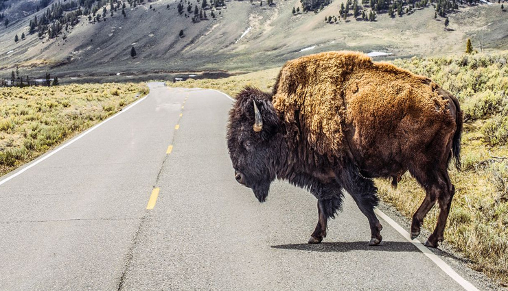 wildlife sanctuaries,wildlife sanctuaries to visit in india,places to visit in india,india