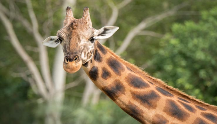 गिनीज वर्ल्ड रिकॉर्ड बना चुके दुनिया के सबसे ऊँचे जिराफ को मापने के लिए बनाया गया था विशेष खंभा