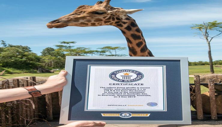 weird news,weird giraffe,world most tallest giraffe,australia,guinness world record ,अनोखी खबर, अनोखा जिराफ, ऑस्ट्रेलिया, दुनिया का सबसे ऊंचा जीवित जिराफ, गिनीज वर्ल्ड रिकॉर्ड