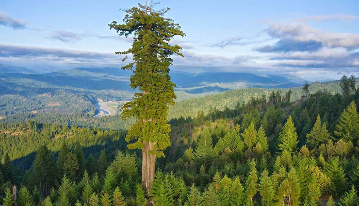tallest trees,tallest trees in the world