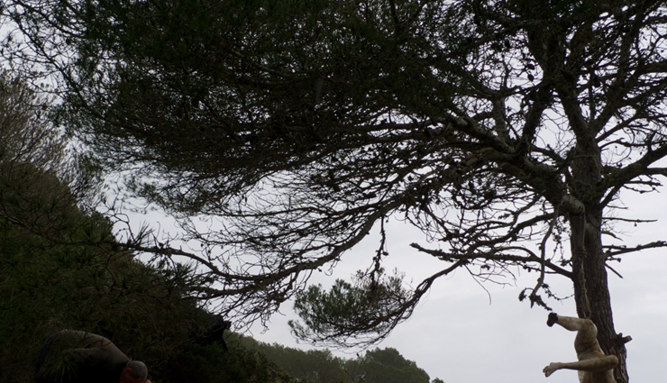 tallest trees,tallest trees in the world