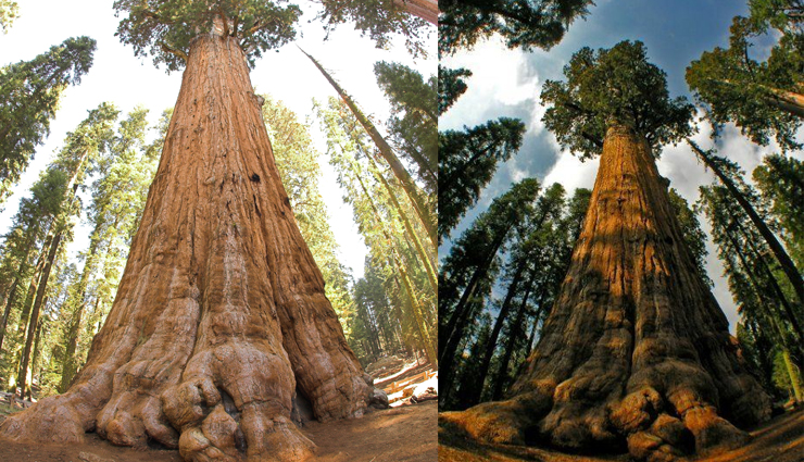tallest trees,tallest trees in the world