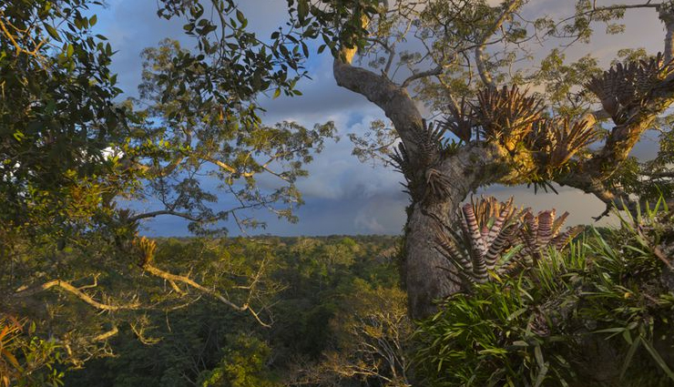 tallest trees,tallest trees in the world