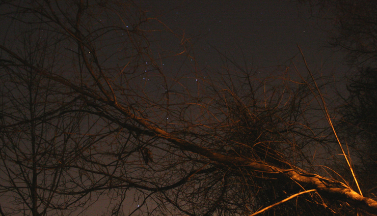 tallest trees,tallest trees in the world