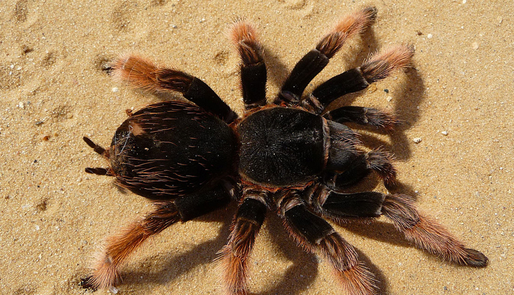 weird foods,werid food people eat,travel,travel tips