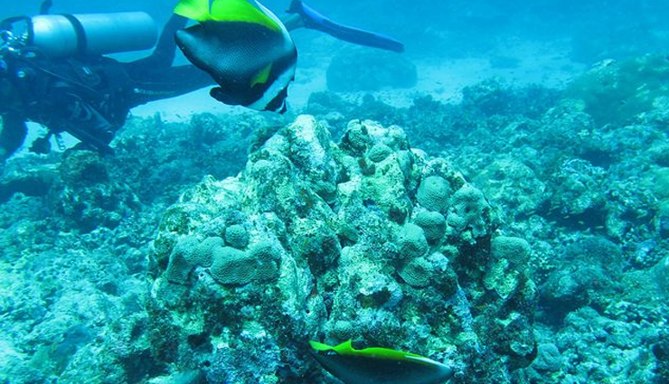 snorkeling in india,best snorkeling spots in india,snorkeling destinations india,andaman snorkeling sites,netrani island snorkeling,lakshadweep snorkeling,snorkeling in goa,tarkarli snorkeling spots,top places for snorkeling in india,marine life snorkeling india