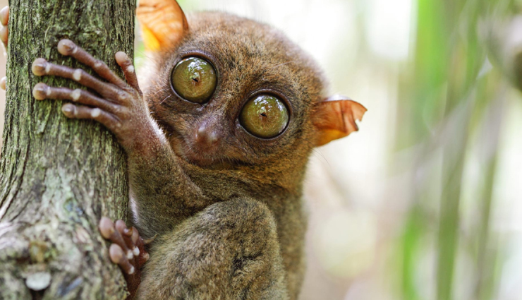 weird animals,weird animals around the world,world top weird animals,travel,travel tips,holidays