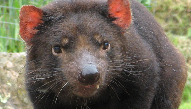 australian unique wildlife,bizarre wildlife australia,unusual animals down under,extraordinary wildlife of australia,quirky australian fauna,weird and exotic creatures australia,fascinating wildlife encounters,australias peculiar wildlife,strange animals of the land down under,astonishing australian fauna