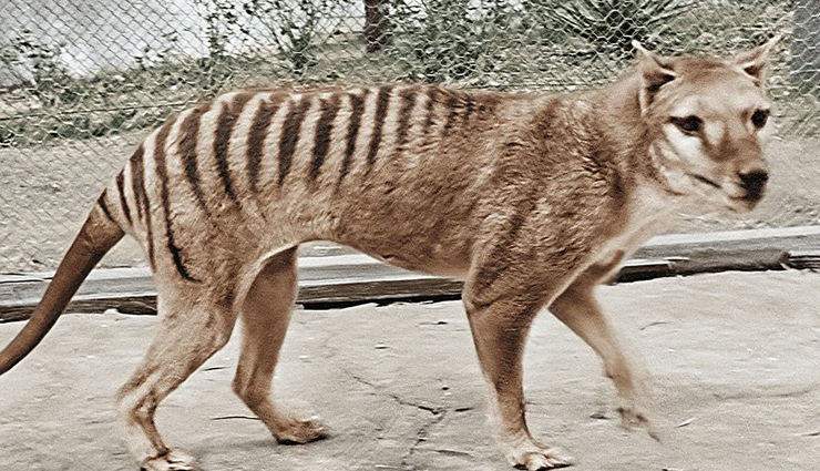 australian unique wildlife,bizarre wildlife australia,unusual animals down under,extraordinary wildlife of australia,quirky australian fauna,weird and exotic creatures australia,fascinating wildlife encounters,australias peculiar wildlife,strange animals of the land down under,astonishing australian fauna