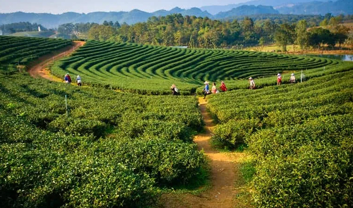आपका दिल जीत लेगी भारत के इन चाय बागानों की खूबसूरती, देखने को मिलेगी प्राकृतिक सुंदरता
