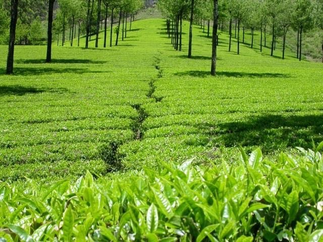 tea estates in india,famous tea estates,manohari tea estate,assam,nallathanni tea estate,munnar,glenburn-tea-estate-darjeeling,kolukkumalai tea estate,tamil nadu,glenlorna tea estate,karnataka