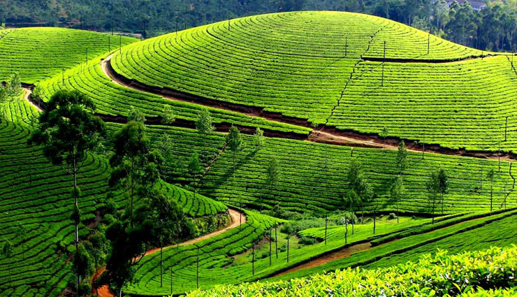 beautiful tea estates,famous tea estates in india,manohari tea estate,assam,nallathanni tea estate,munnar,glenburn tea estate,darjeeling,kolukkumalai tea estate,tamil nadu,glenlorna tea estate,karnataka